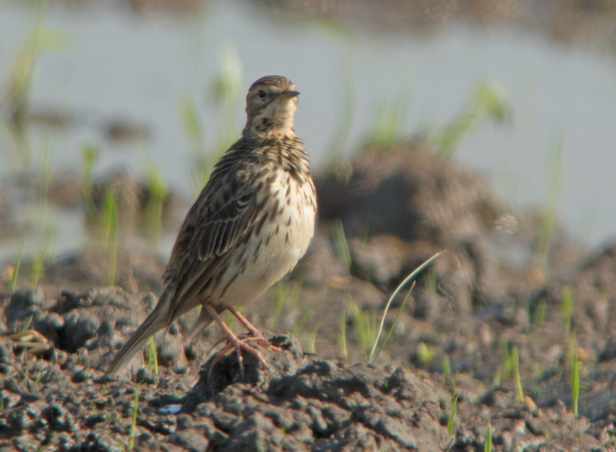 Red-throated Pipit - ML196590891