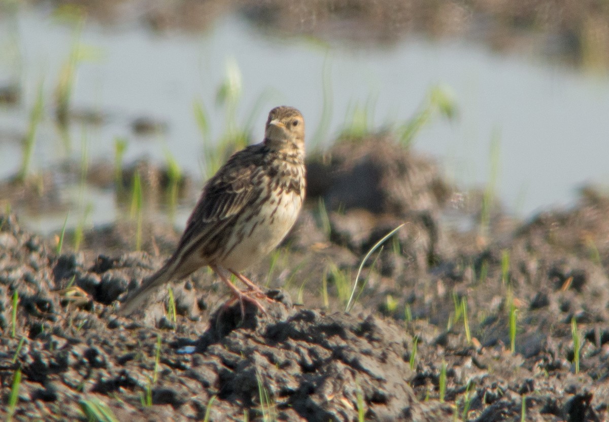 Red-throated Pipit - ML196590921