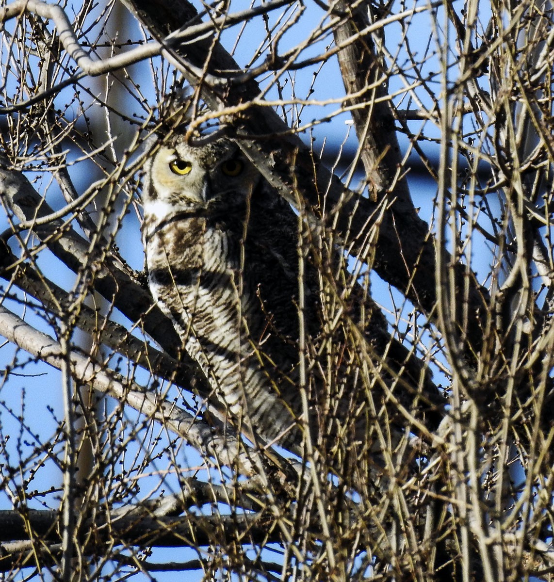 Great Horned Owl - ML196591291