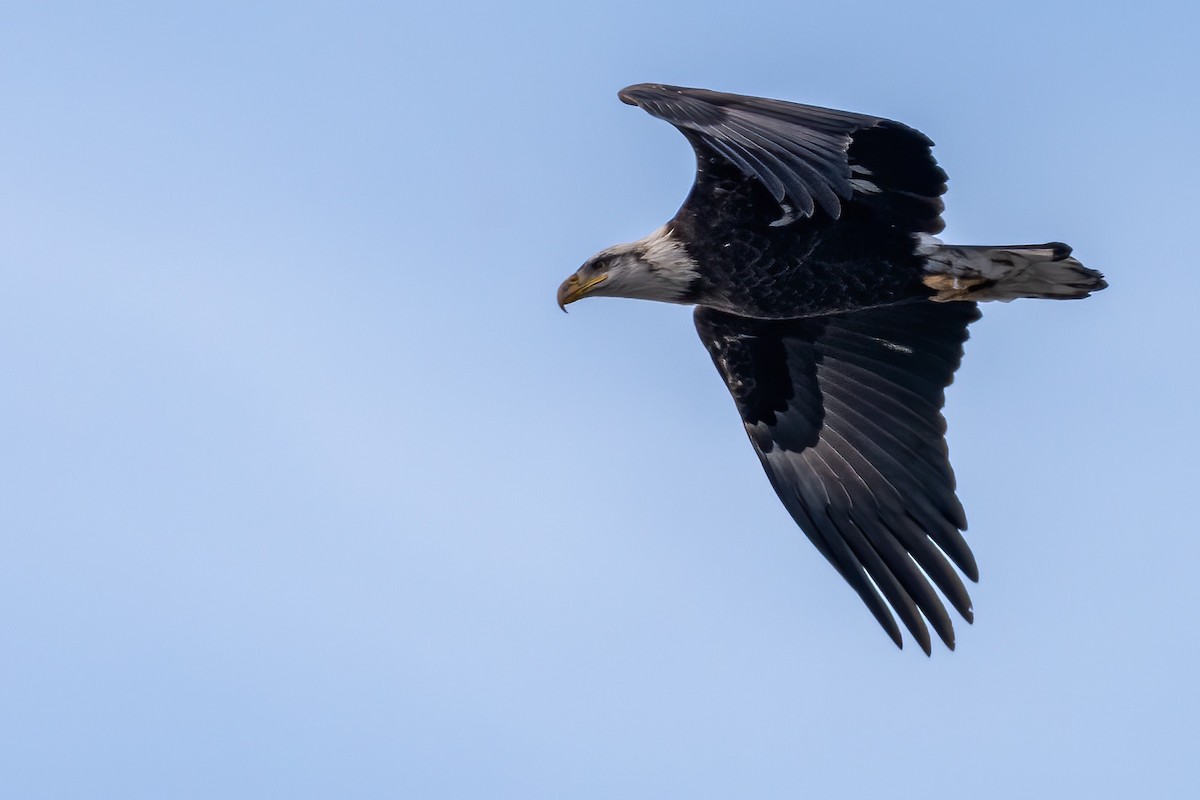 Bald Eagle - Matt Saunders