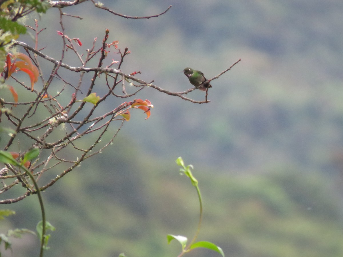 Colibri de Geoffroy - ML196591641