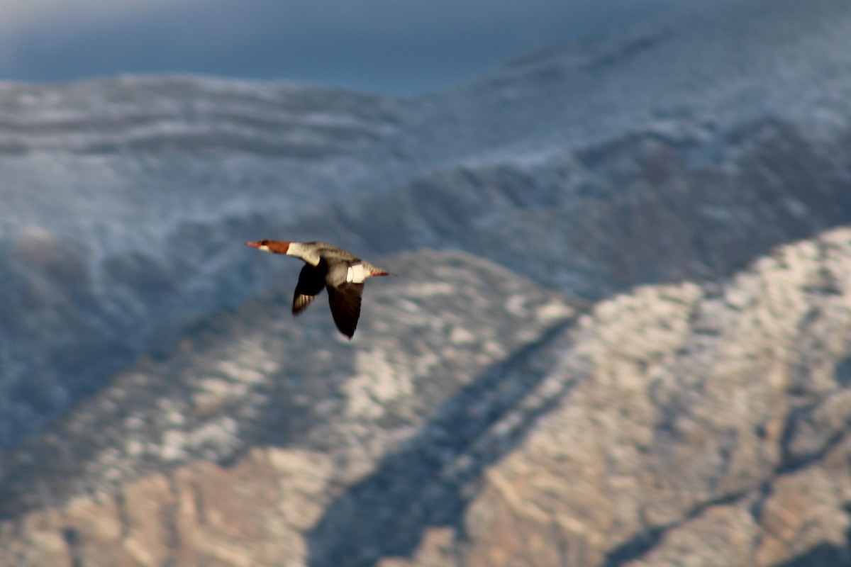 Common Merganser - ML196592331