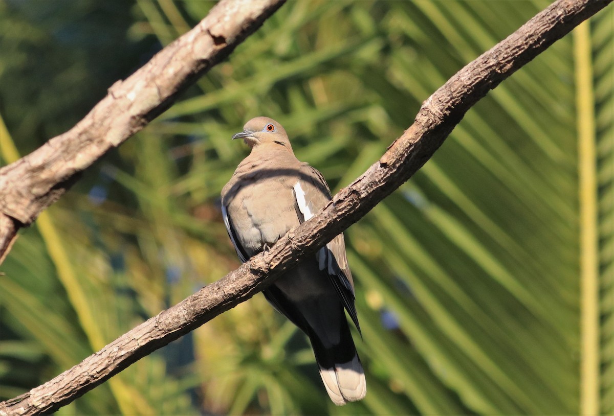 White-winged Dove - ML196593731