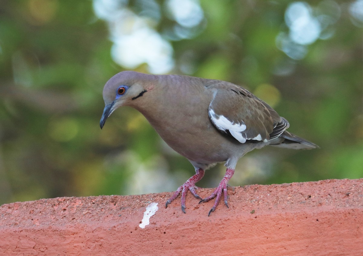 White-winged Dove - ML196593761