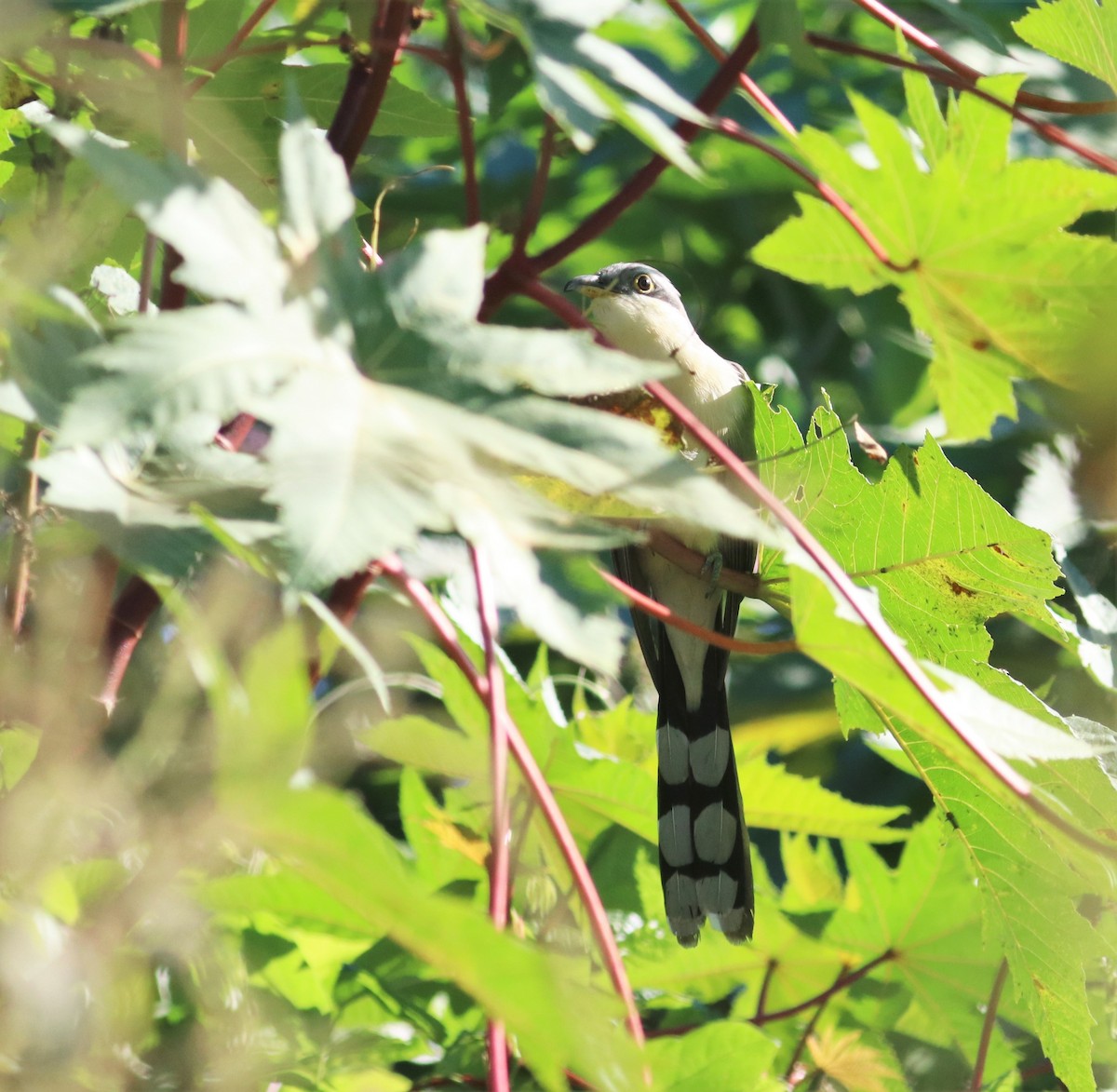 Mangrove Cuckoo - ML196594561