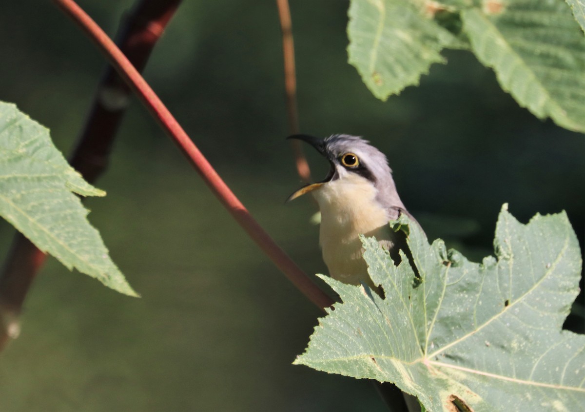 Mangrove Cuckoo - ML196594571