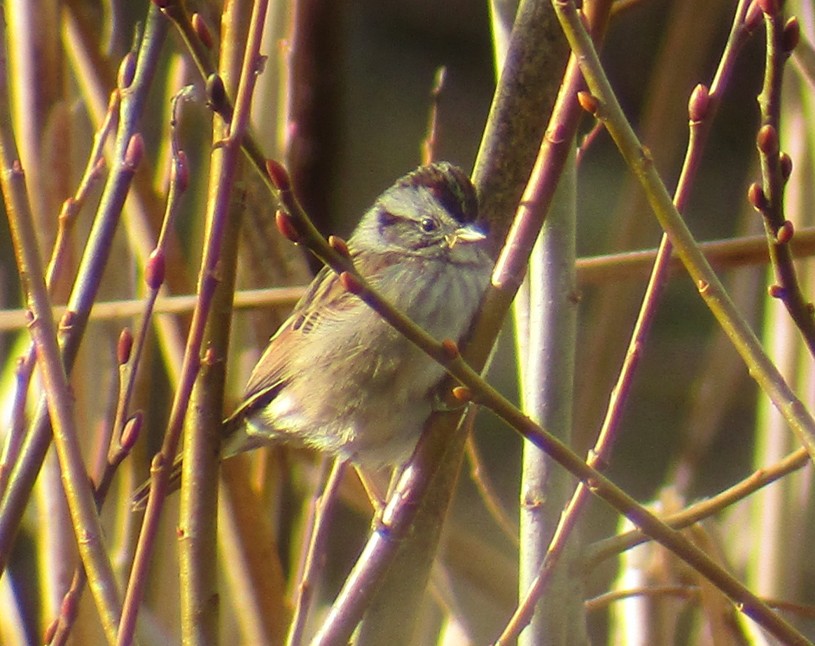 Swamp Sparrow - ML196594781