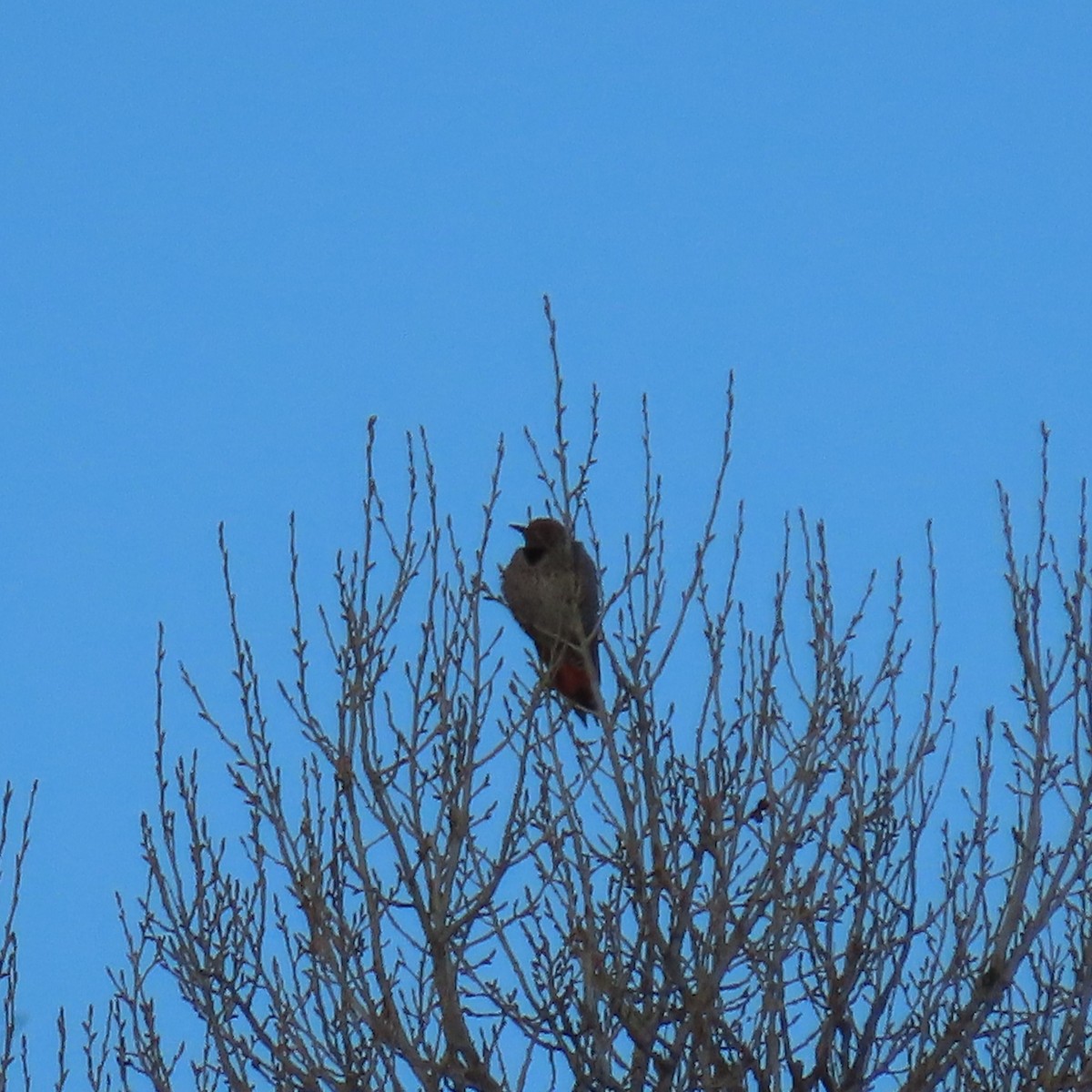 Northern Flicker (Red-shafted) - W Wonderley