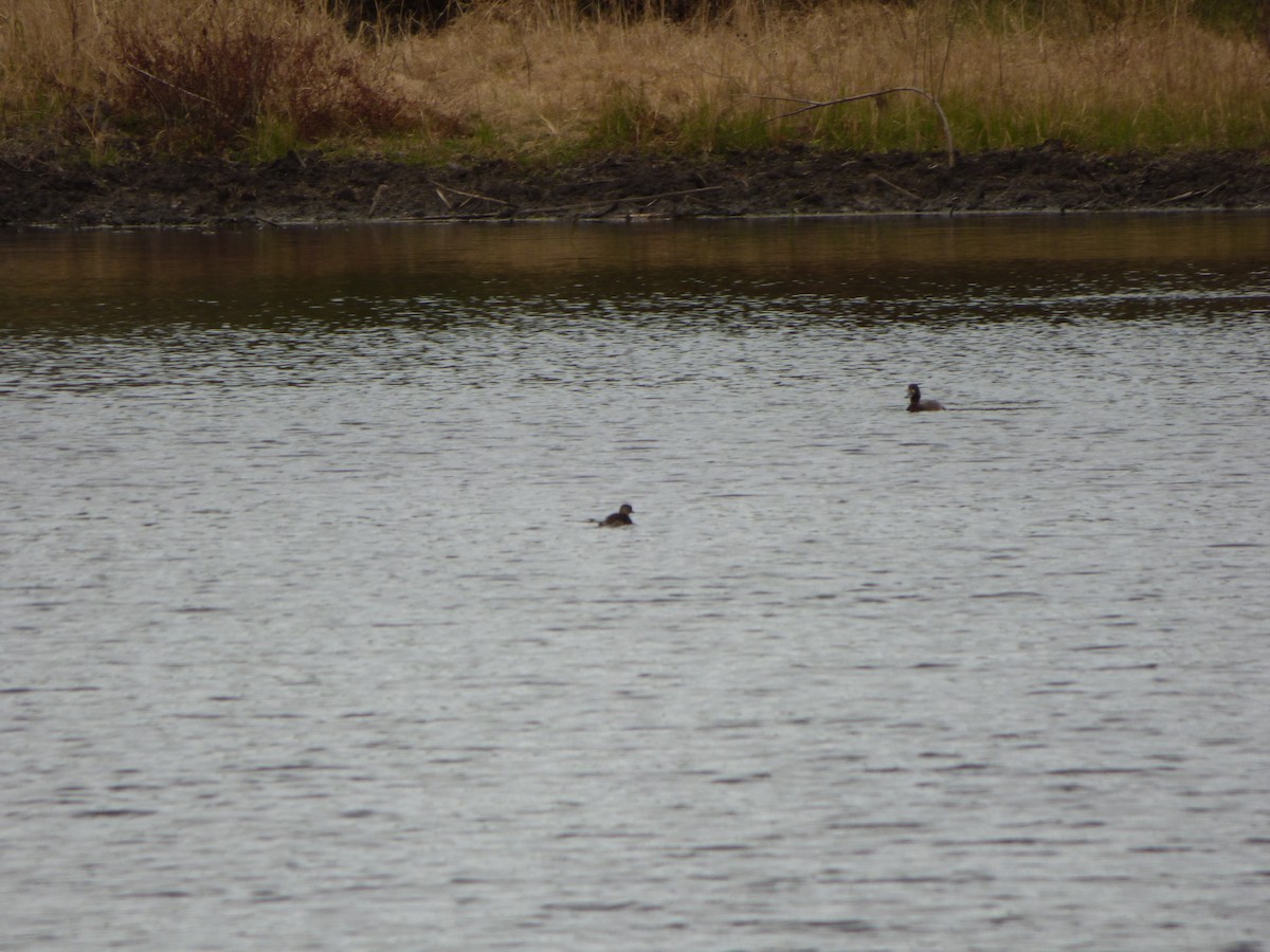 Lesser Scaup - ML196596021