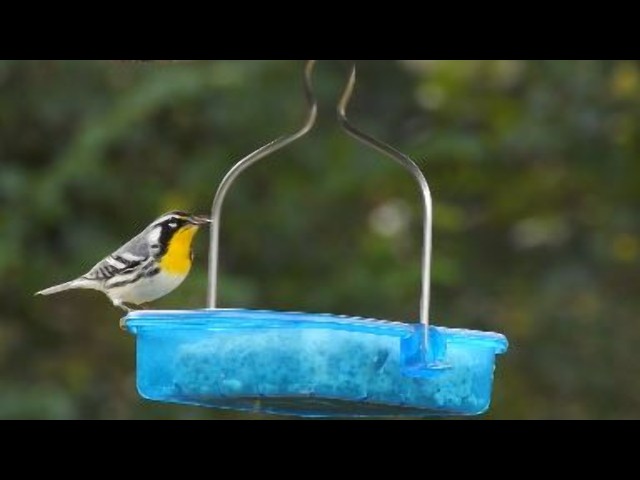 Yellow-throated Warbler - Mark Canatella