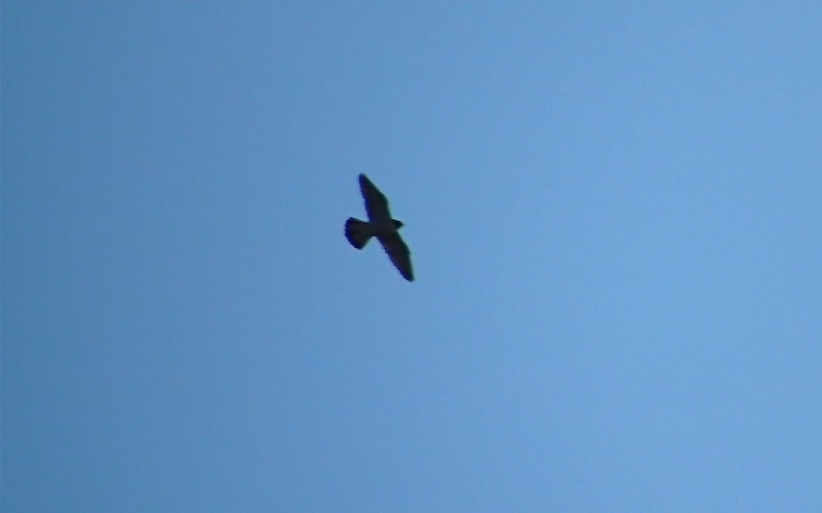 Peregrine Falcon - ML196597741