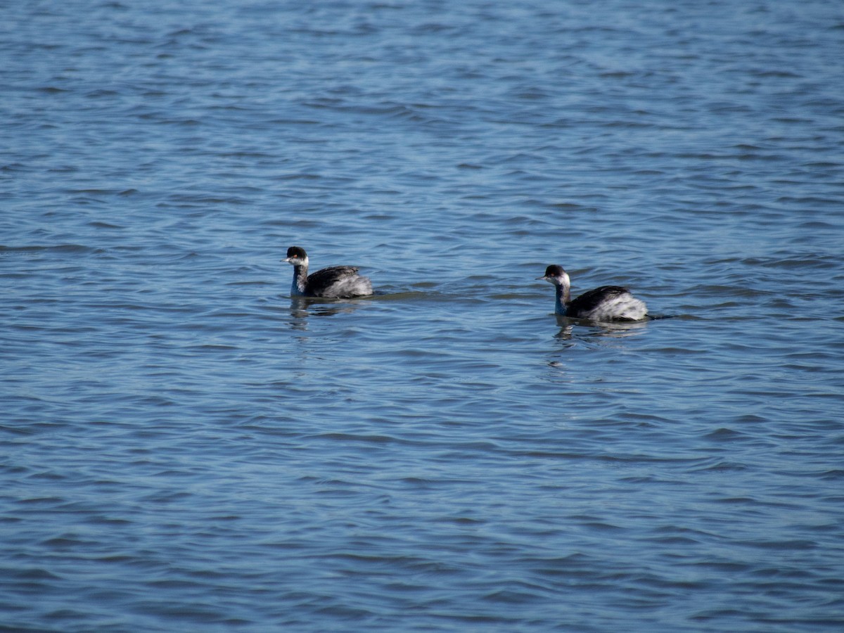 Eared Grebe - ML196597831