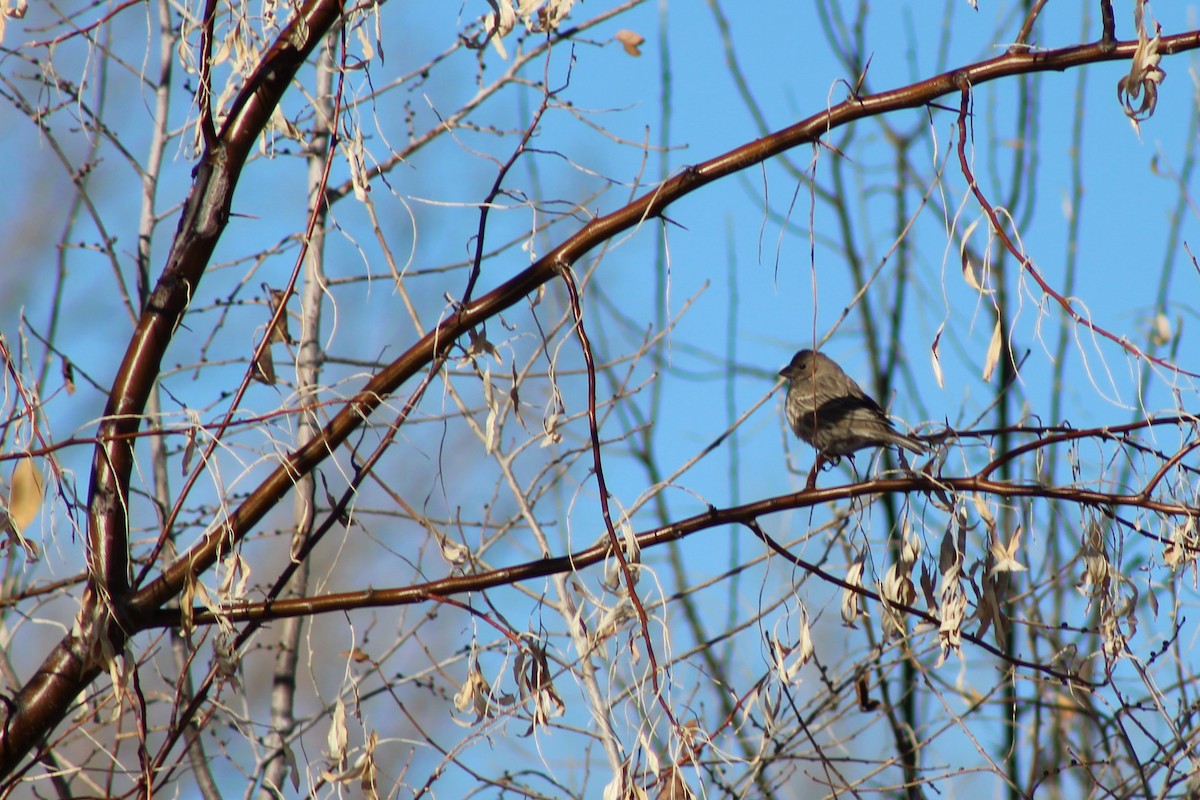 House Finch - David Lerwill