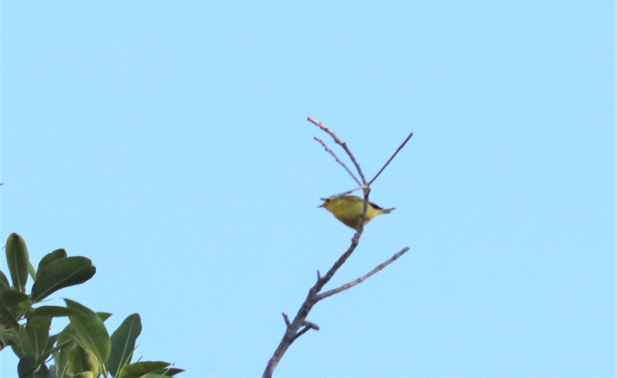 Yellow Warbler - ML196599081