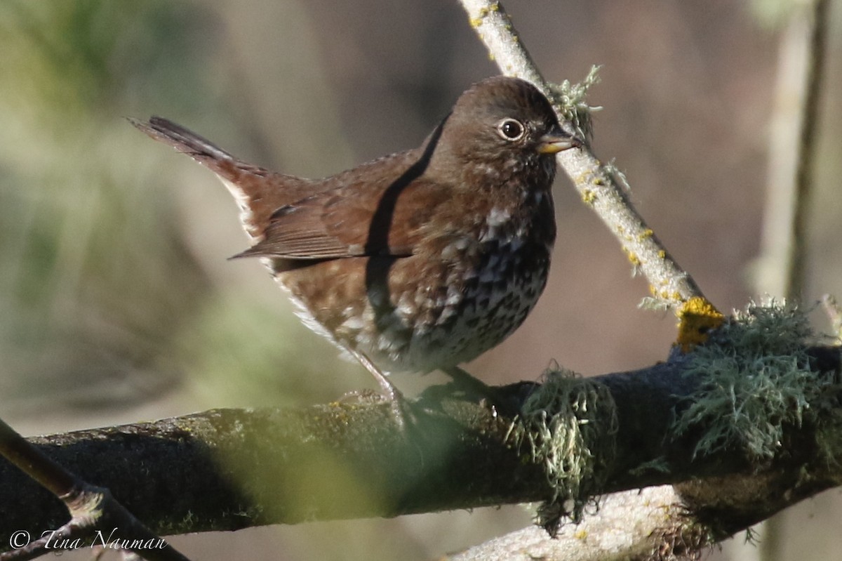 Fox Sparrow - ML196599111