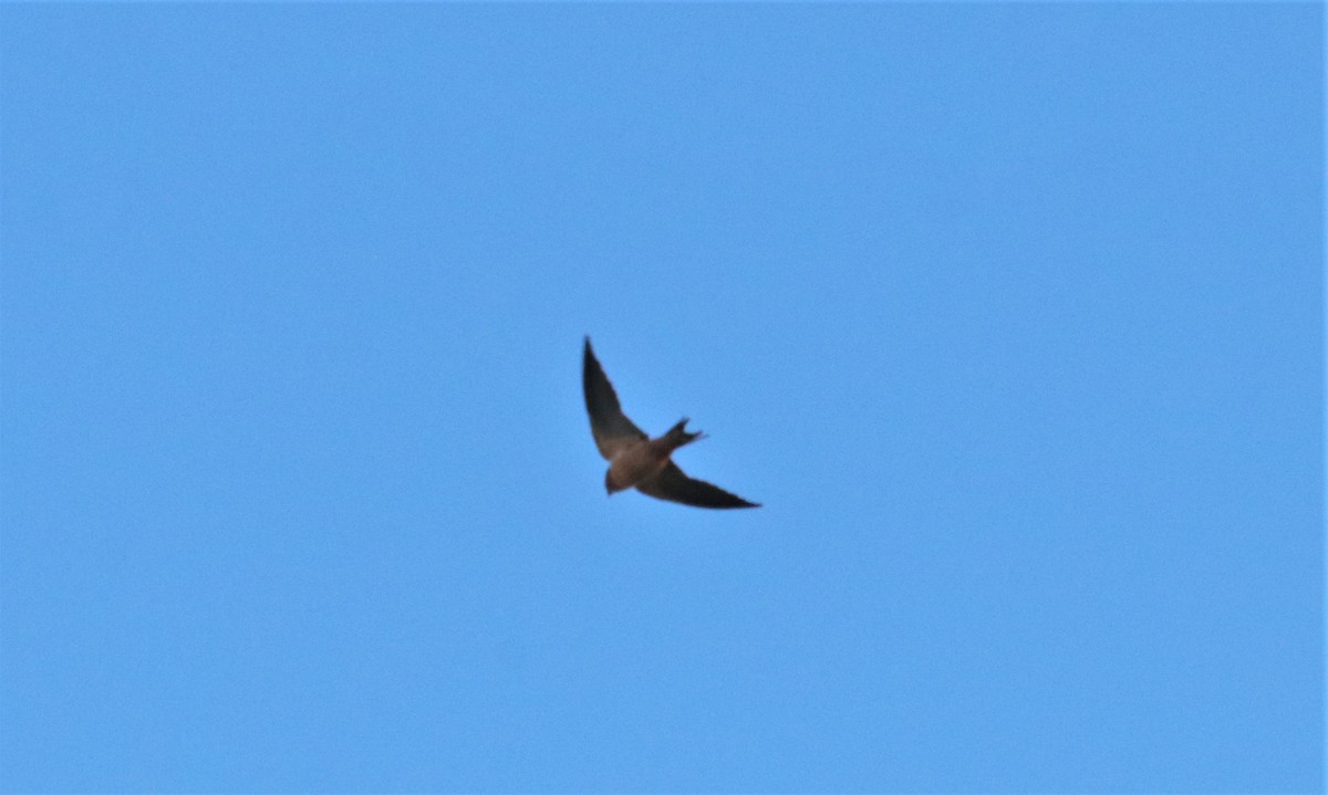 Barn Swallow - ML196599531