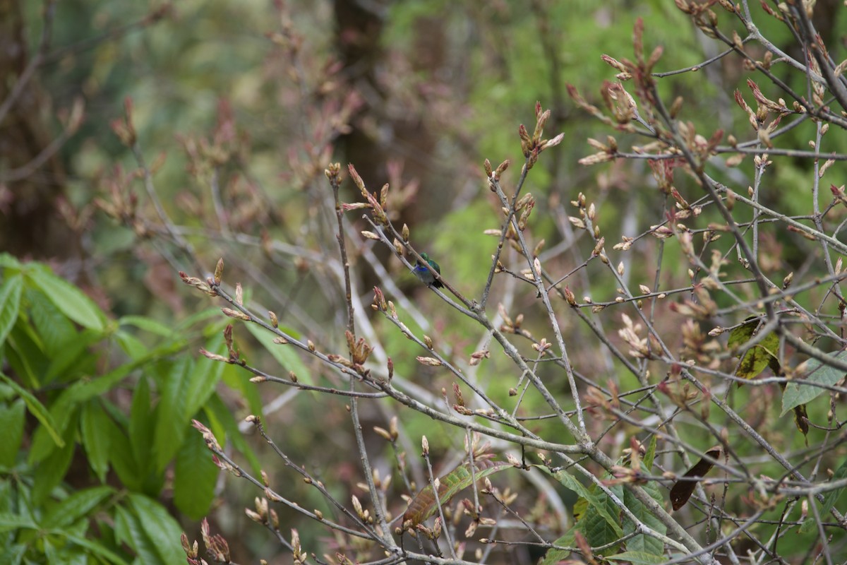 Charming Hummingbird - Edward Bell