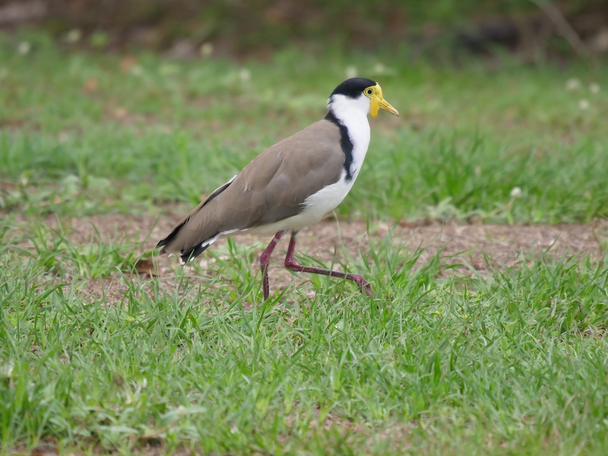 Masked Lapwing - Frank Coman