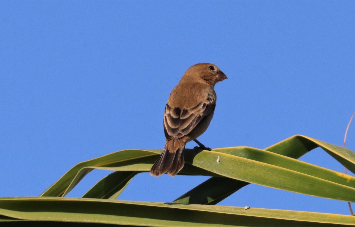 Ruddy-breasted Seedeater - Chuck Gates