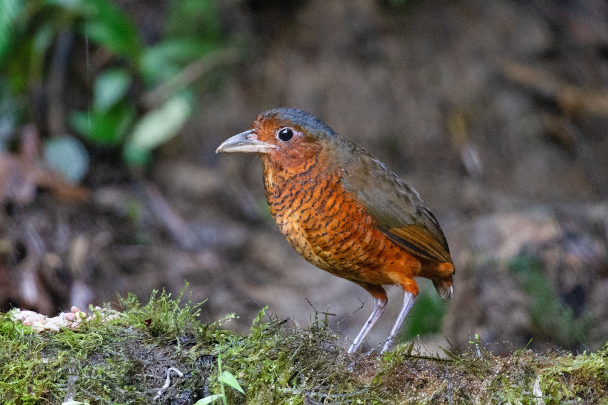 Giant Antpitta - ML196602951