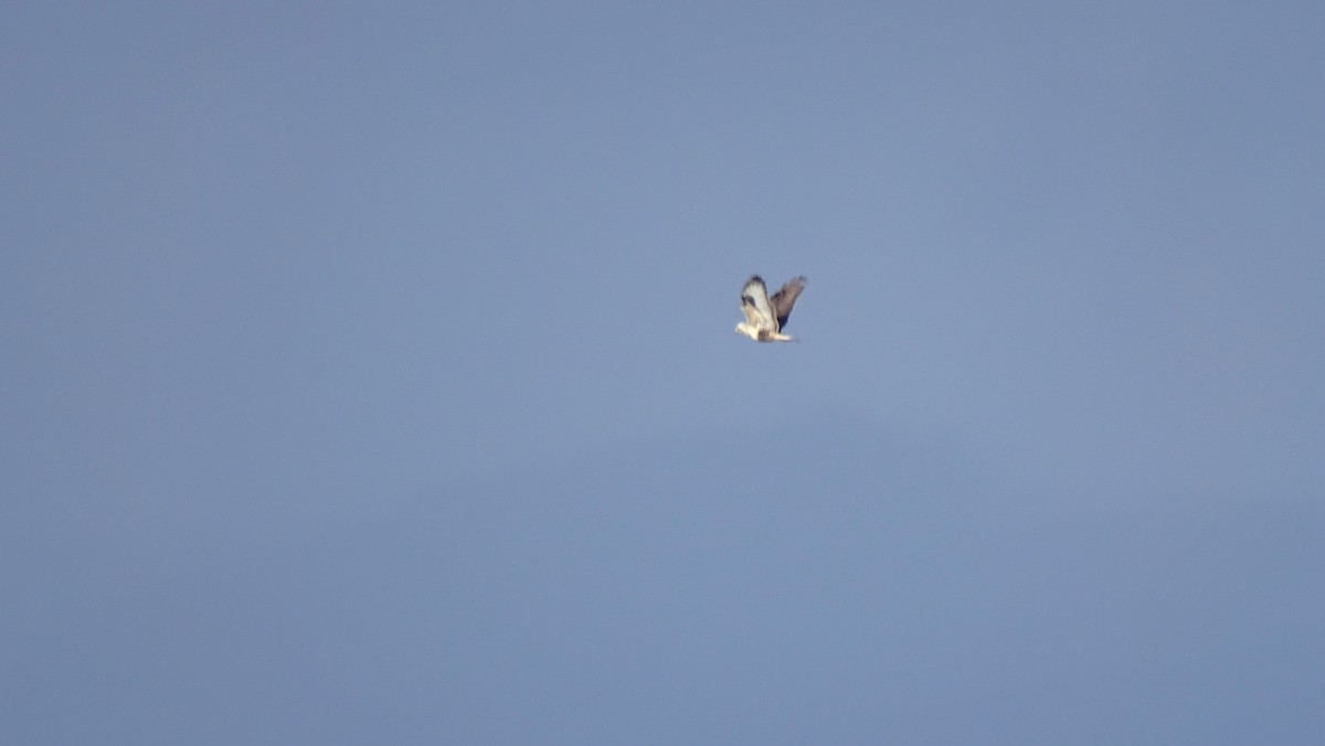 Rough-legged Hawk - ML196602971