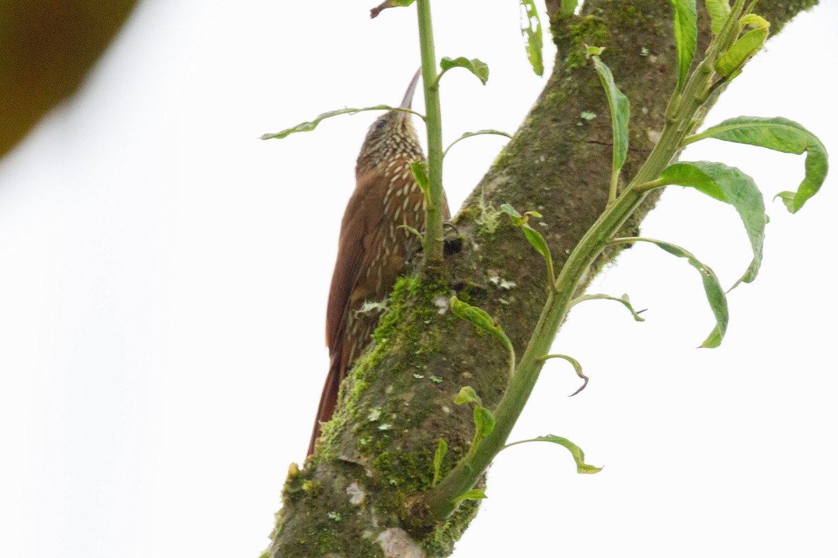 Montane Woodcreeper - Kristopher (Kit) Dapprich