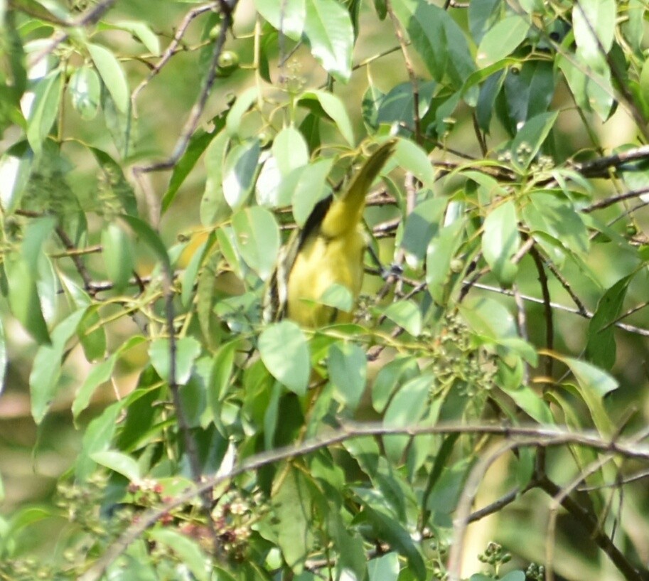 Common Iora - ML196604711