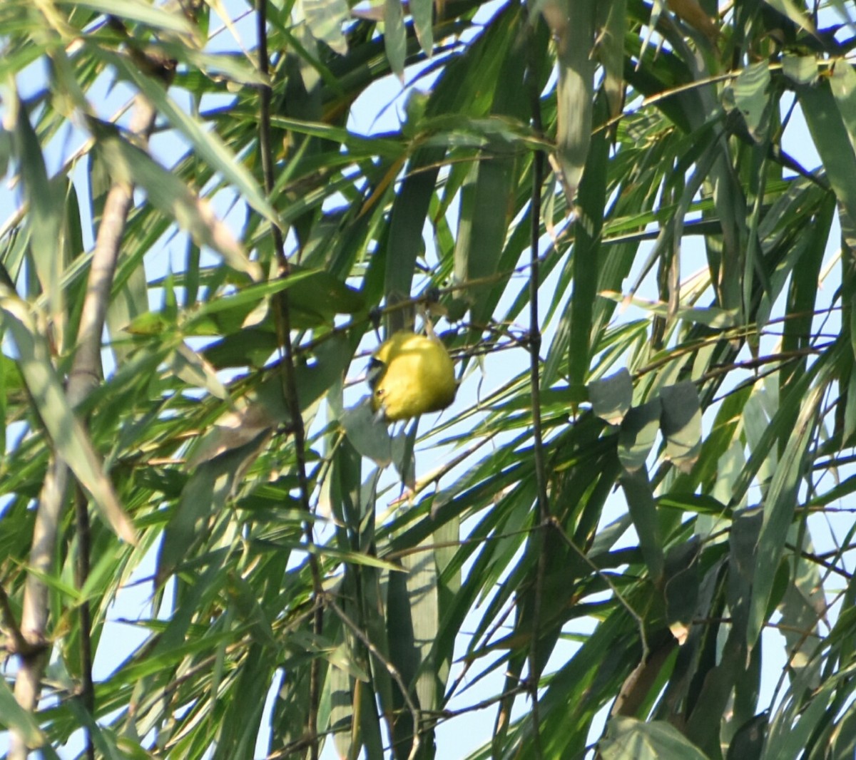 Common Iora - ML196604731