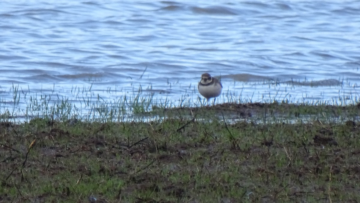 Semipalmated Plover - ML196605621