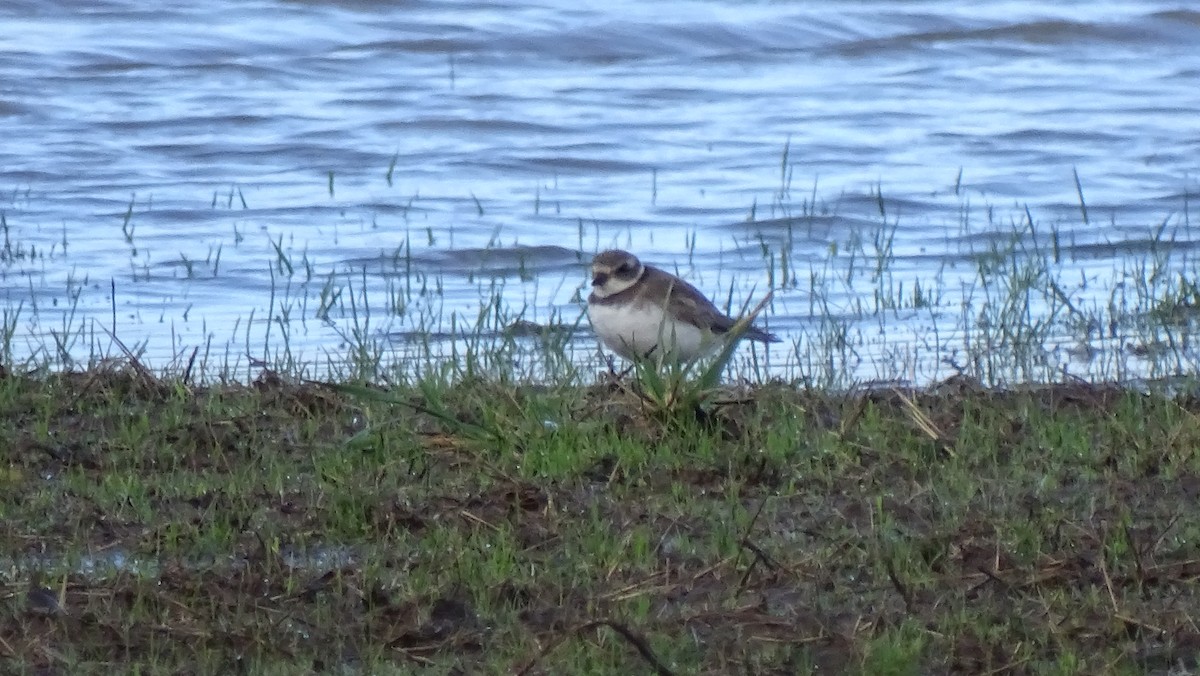 Semipalmated Plover - ML196605631