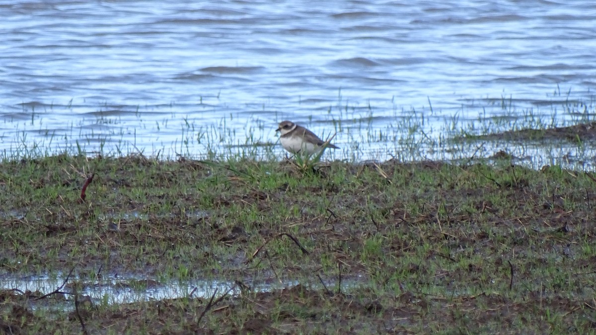 Semipalmated Plover - ML196605641