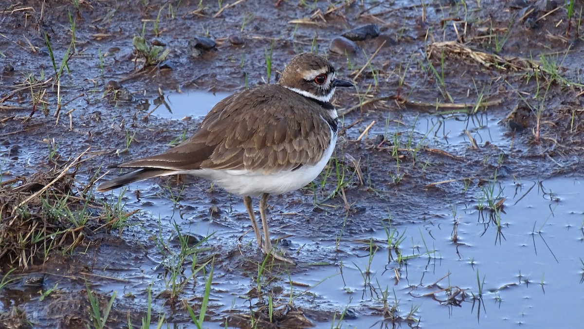 Killdeer - Mitch Ratzlaff