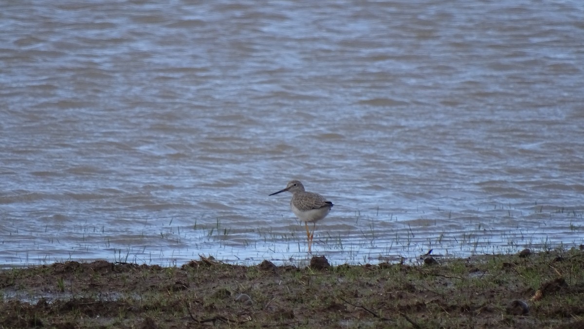 Greater Yellowlegs - ML196606001