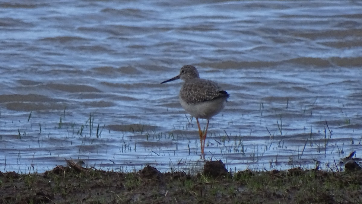 Greater Yellowlegs - ML196606011