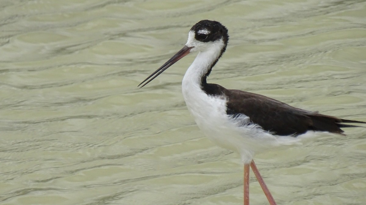 Black-necked Stilt (Hawaiian) - ML196607471