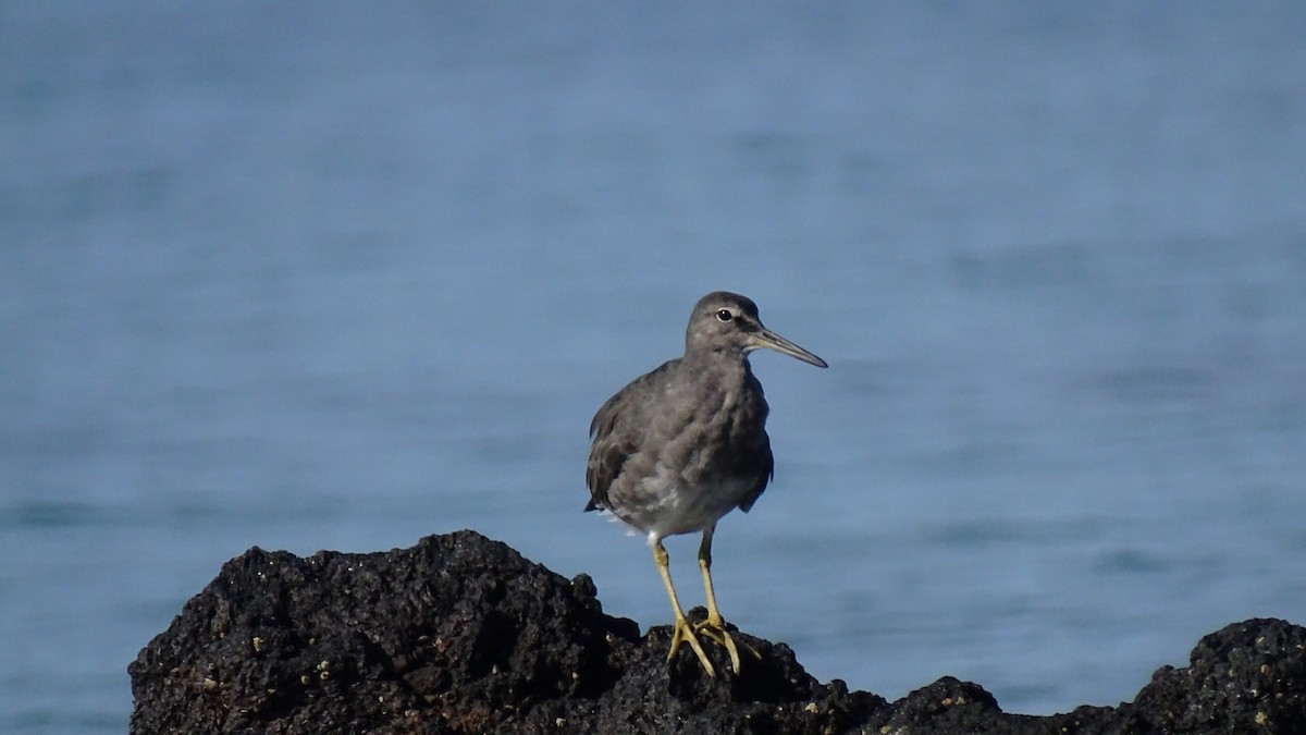 Wandering Tattler - ML196607831