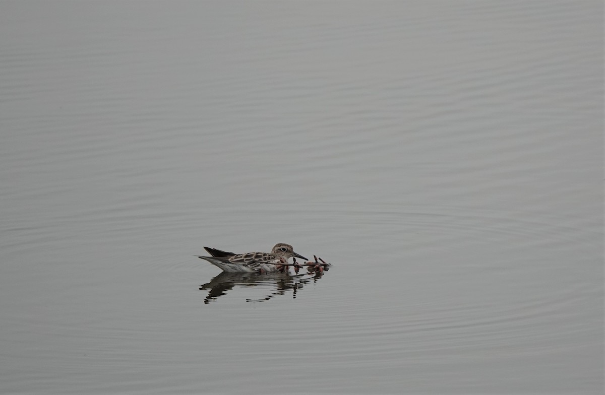 Sharp-tailed Sandpiper - ML196608021