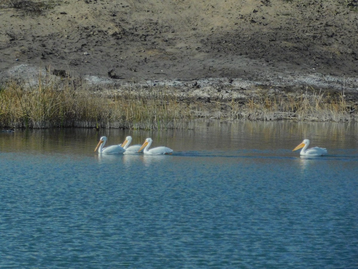 American White Pelican - ML196608701
