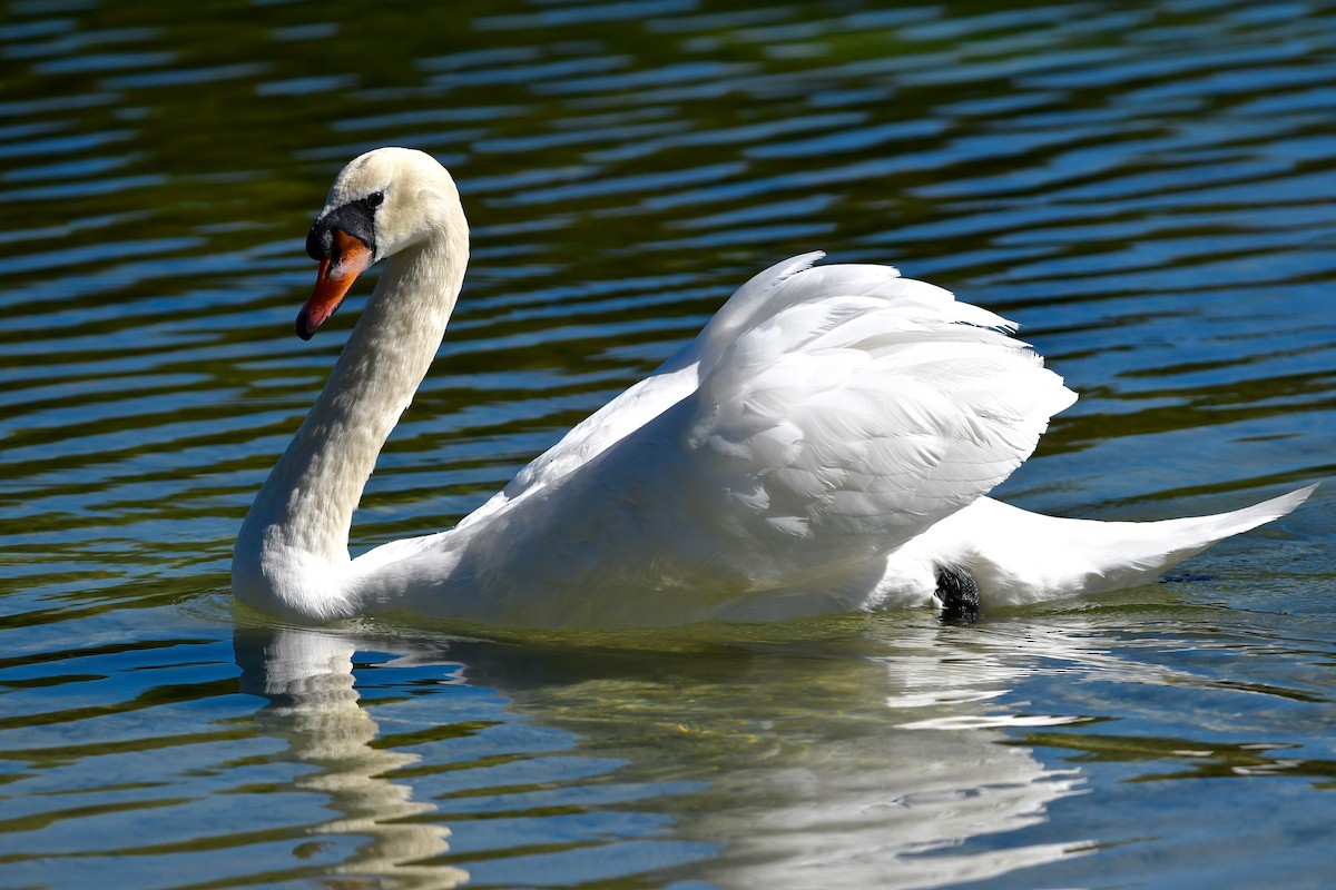 Mute Swan - Bonnie Masdeu