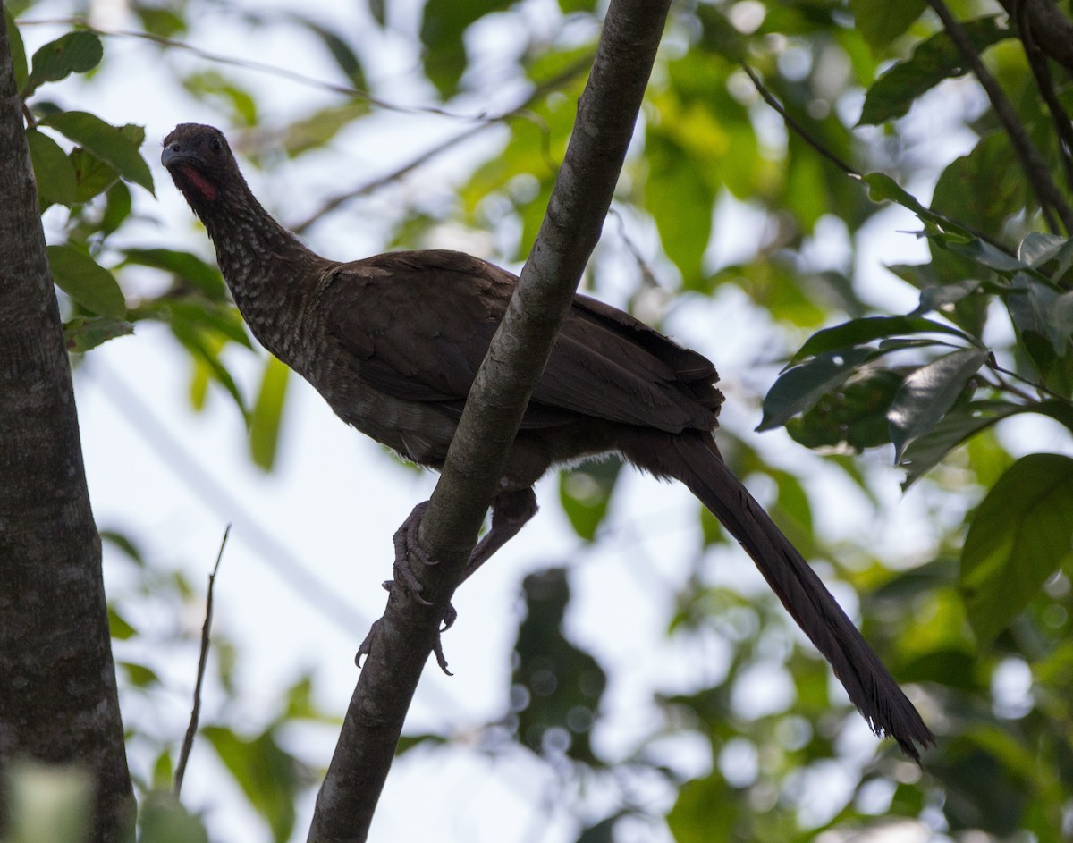 Speckled Chachalaca (Parana) - ML196610441