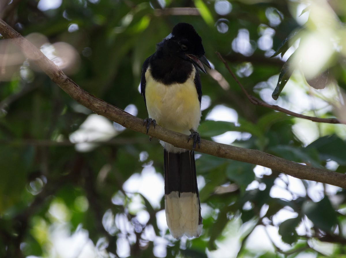 Plush-crested Jay - ML196610541