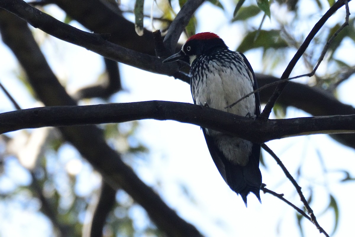 Acorn Woodpecker - German Garcia