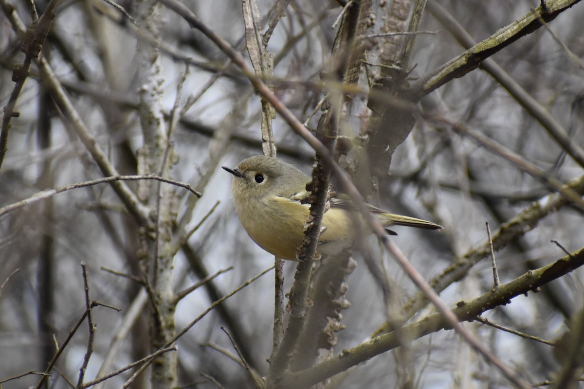 Roitelet à couronne rubis - ML196613661