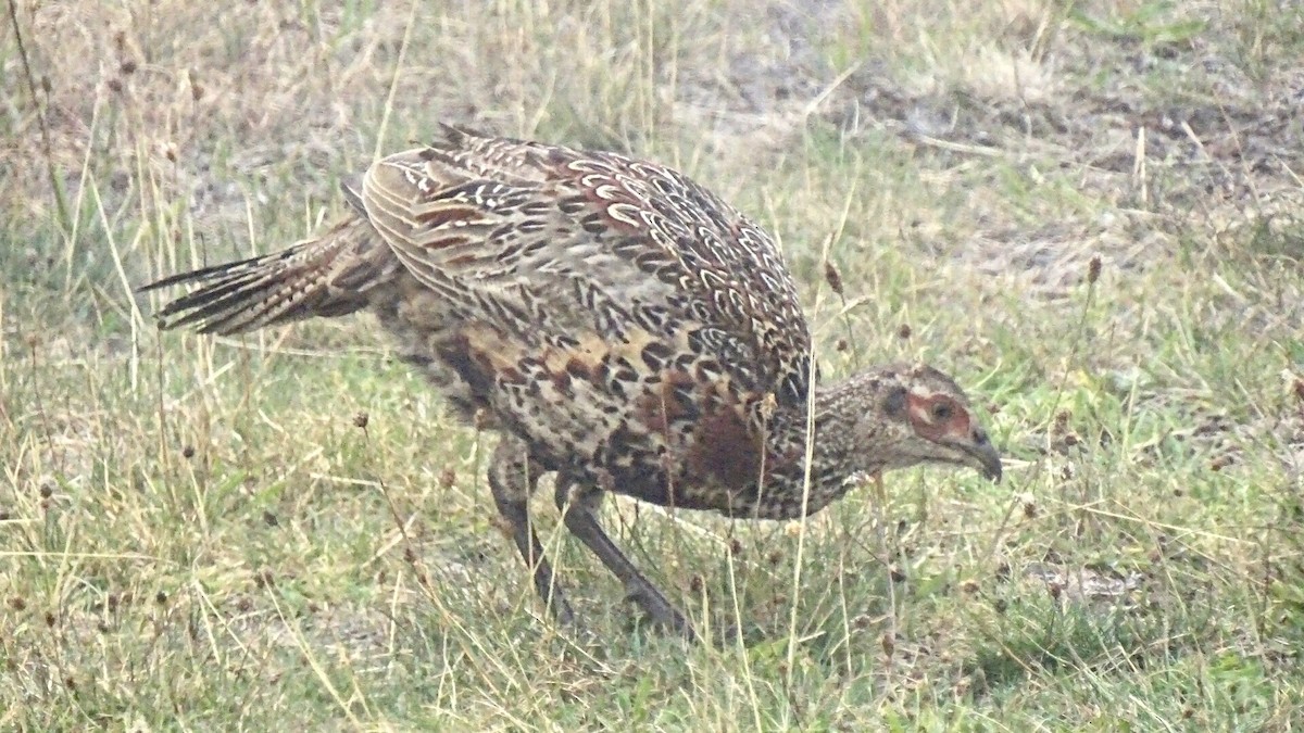 Gray Francolin - ML196615421