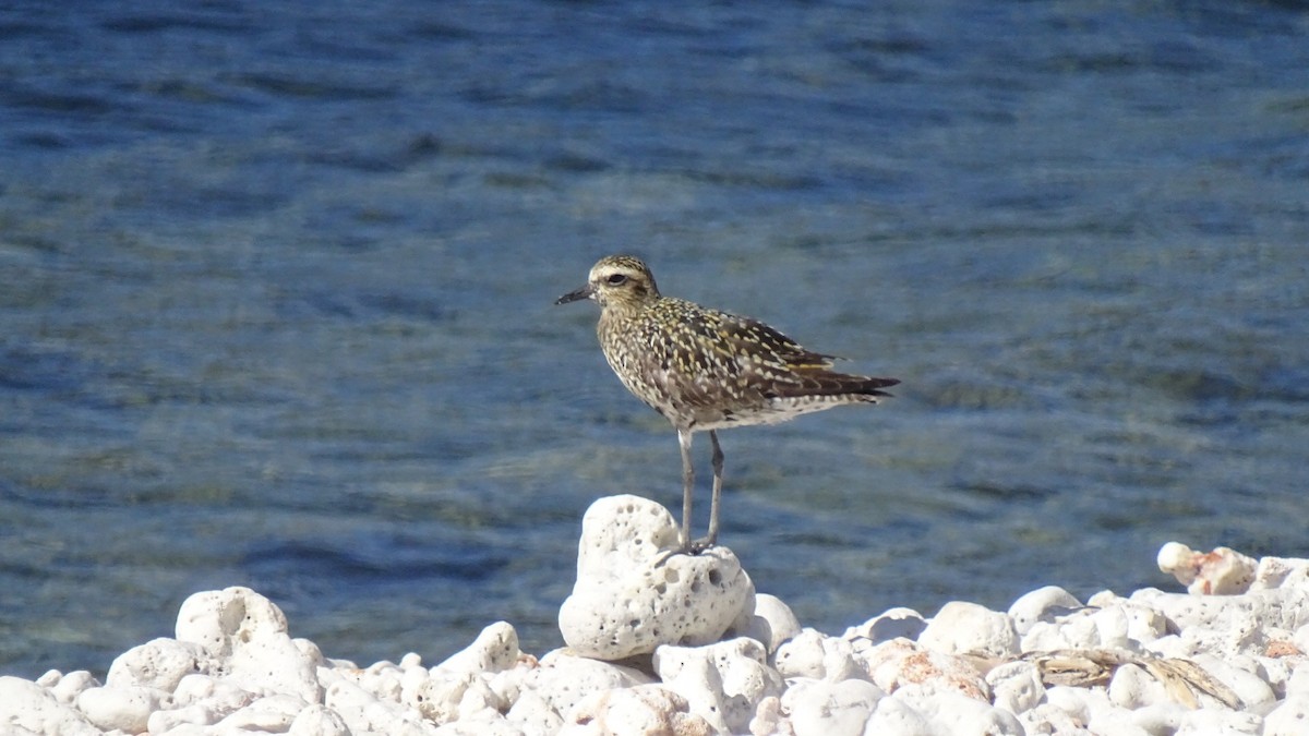 Pacific Golden-Plover - ML196616171