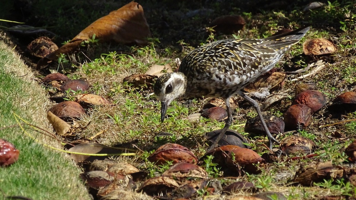 Pacific Golden-Plover - ML196616181