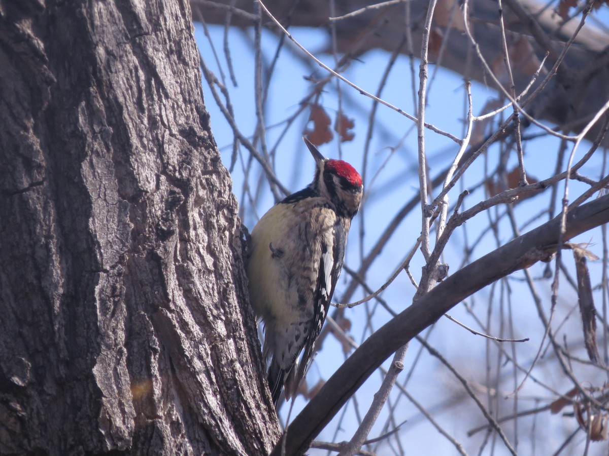 Yellow-bellied Sapsucker - ML196617141
