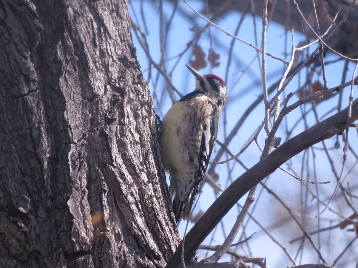 Yellow-bellied Sapsucker - ML196617651