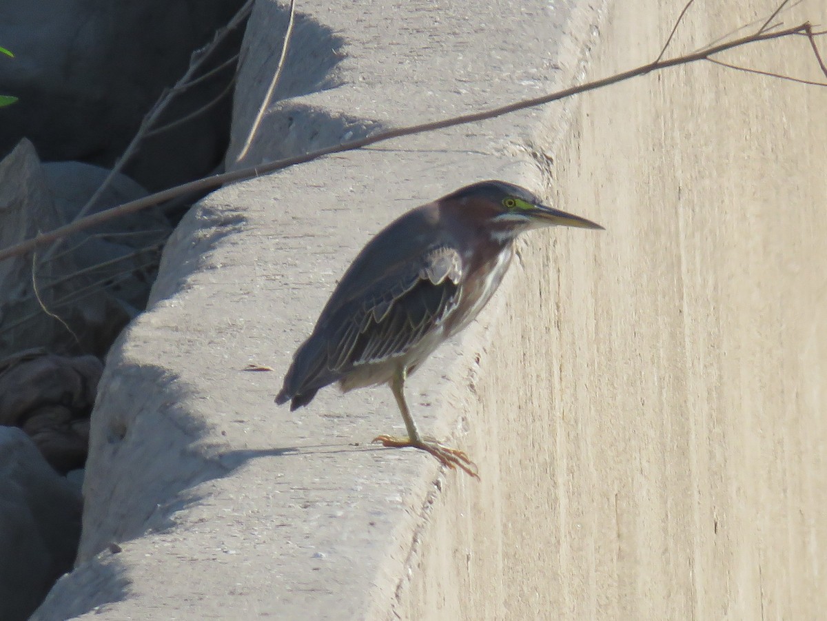 Green Heron - ML196618301
