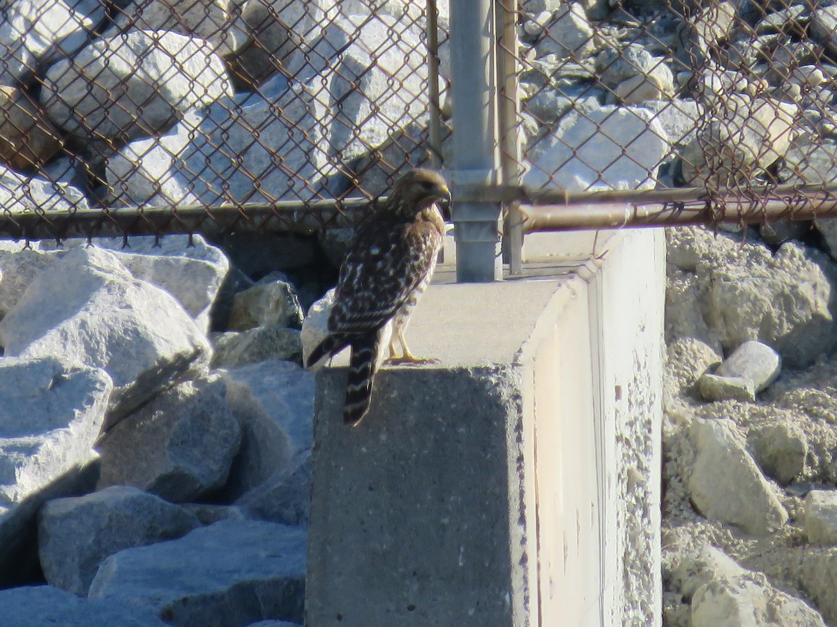 Red-shouldered Hawk - ML196618321